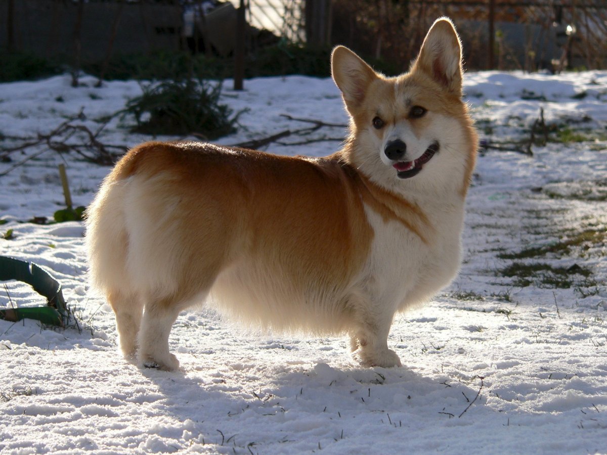 Собаки породы вельш корги пемброк