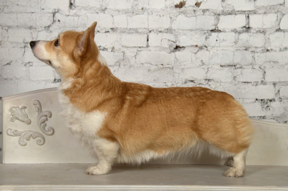 Вельш корги пемброк стандарт породы