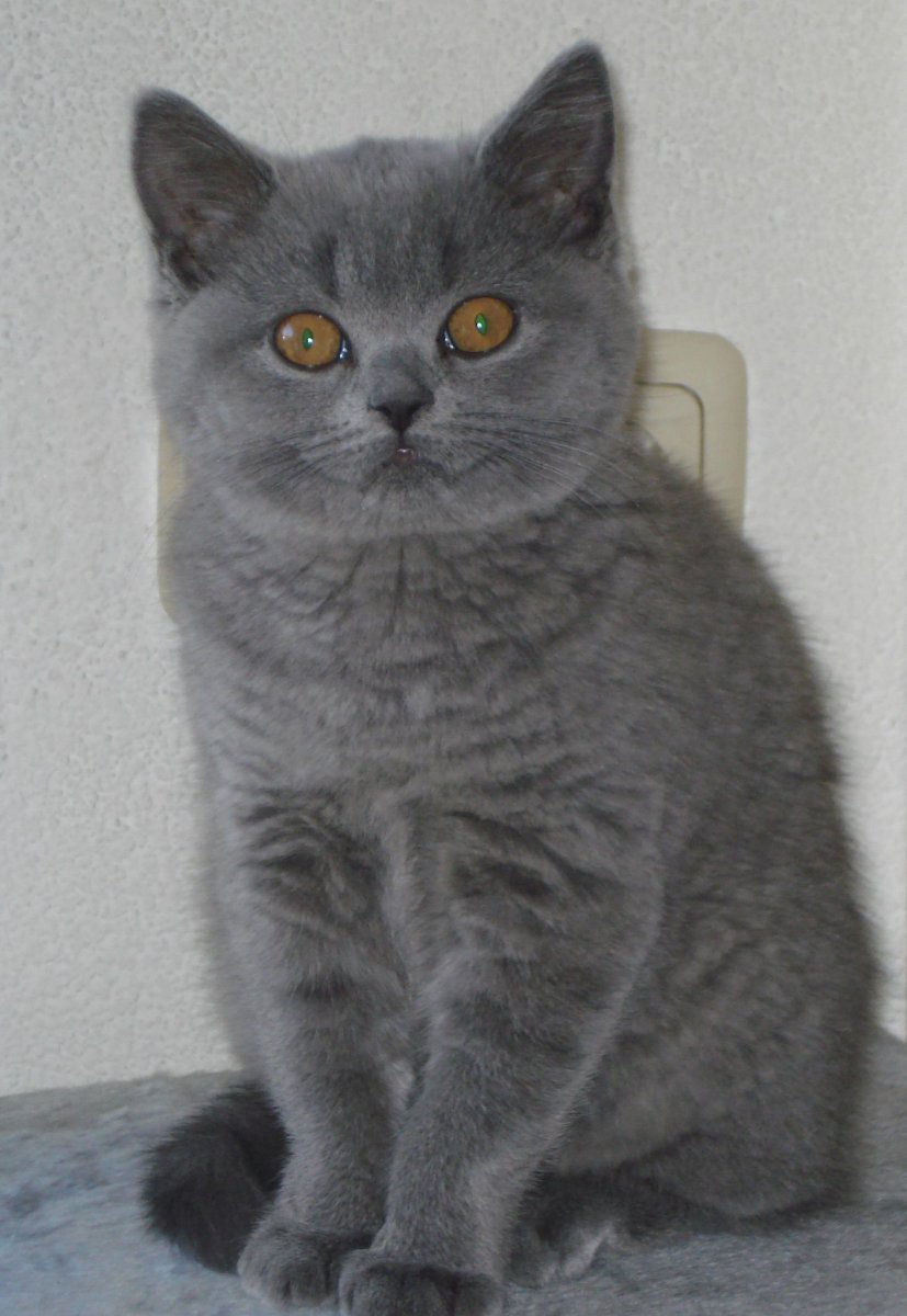 Шотландская короткошёрстная кошка голубая