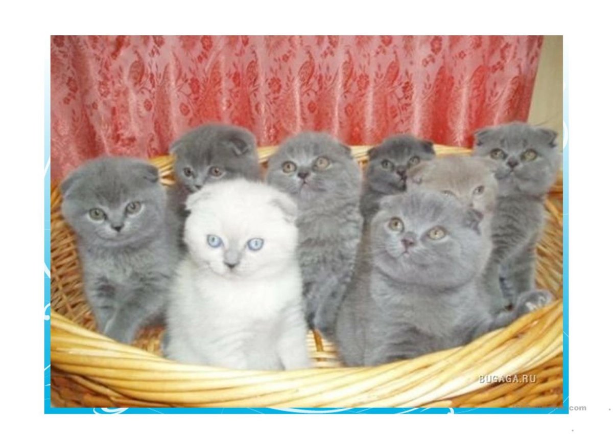 Шотландские вислоухие котята много