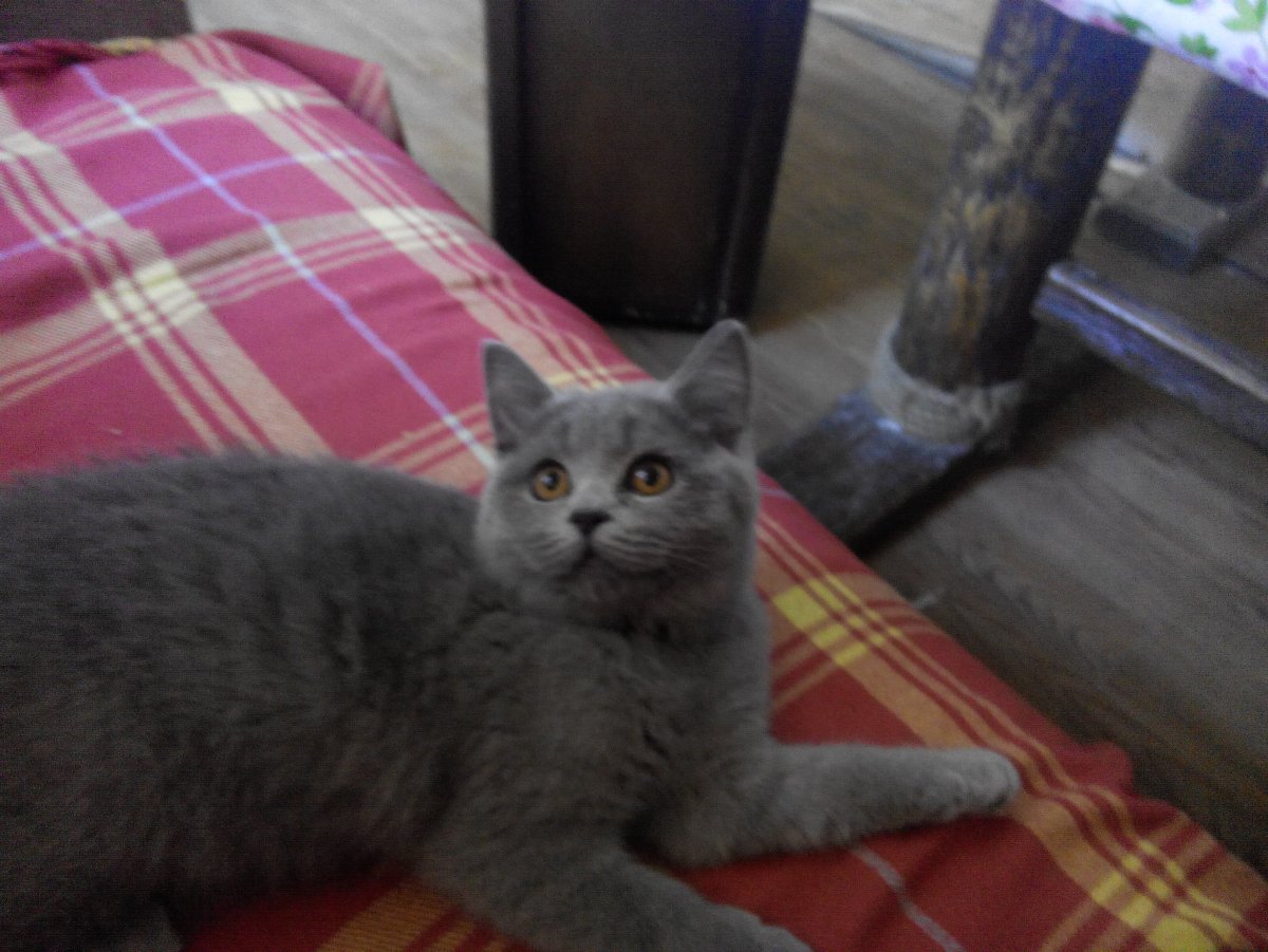 Метис шотландской кошки и британца