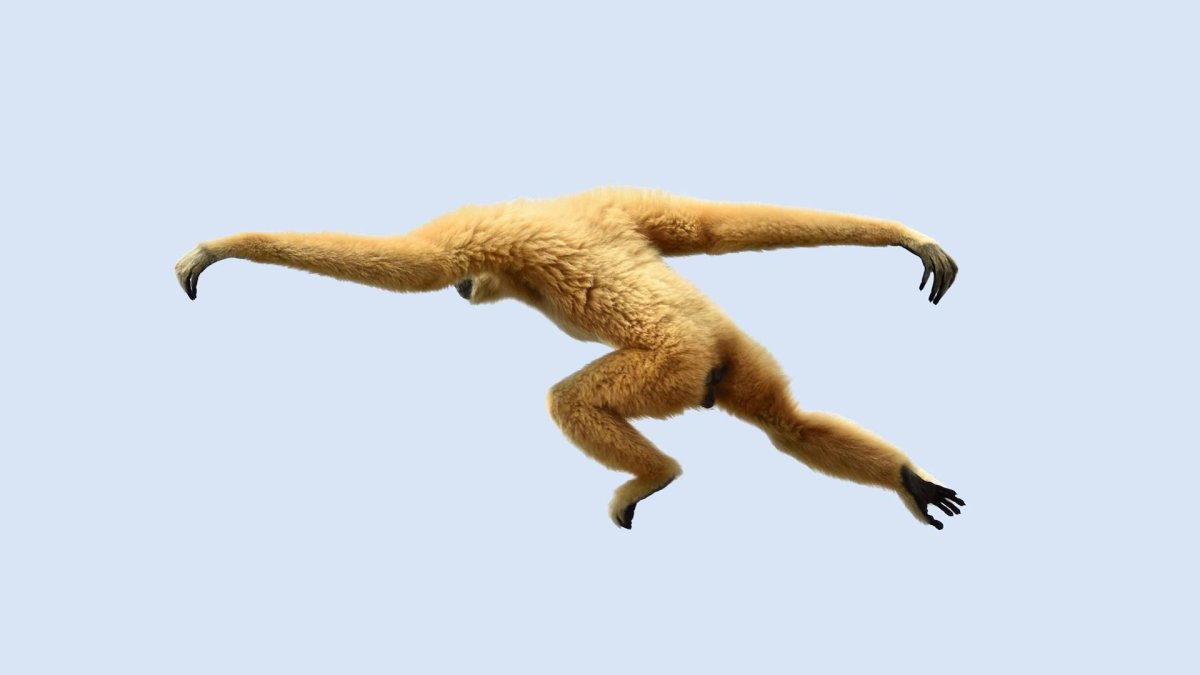 Гиббон прыгает