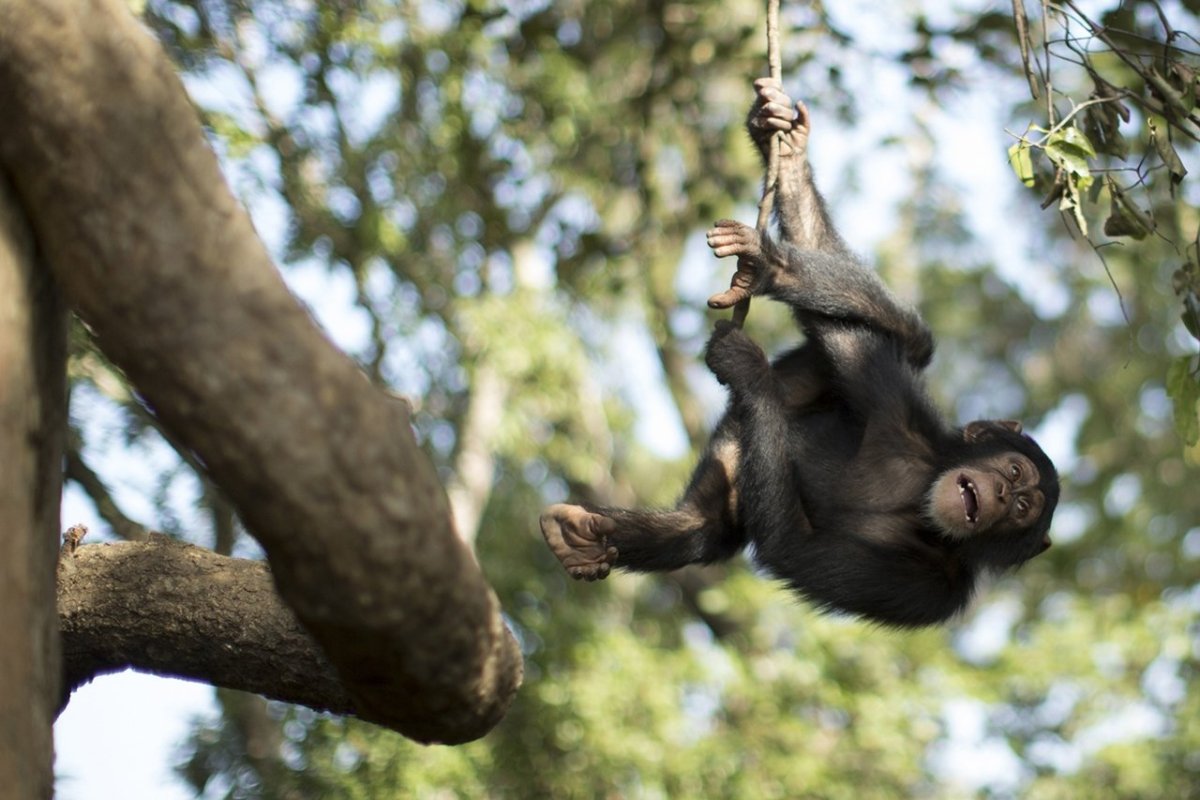 Обезьяна на Лиане