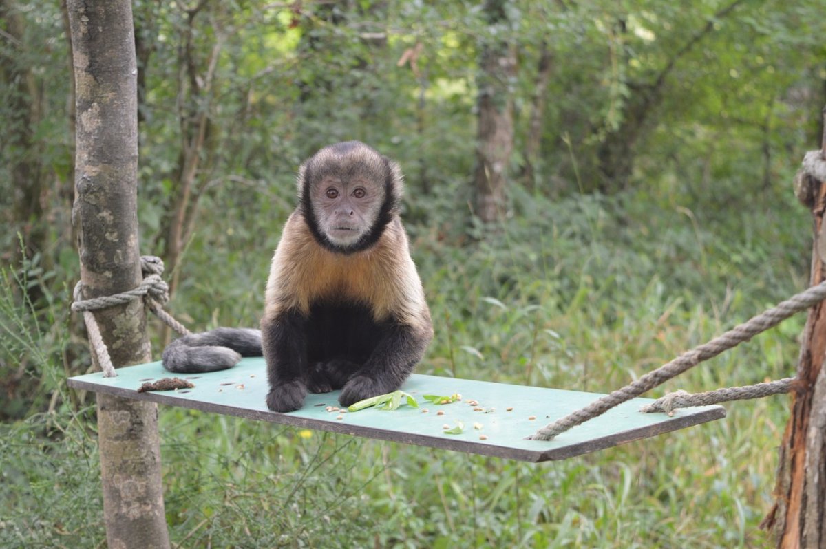 Летучая обезьяна животное