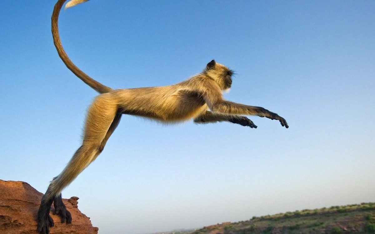 Обезьяны в природе