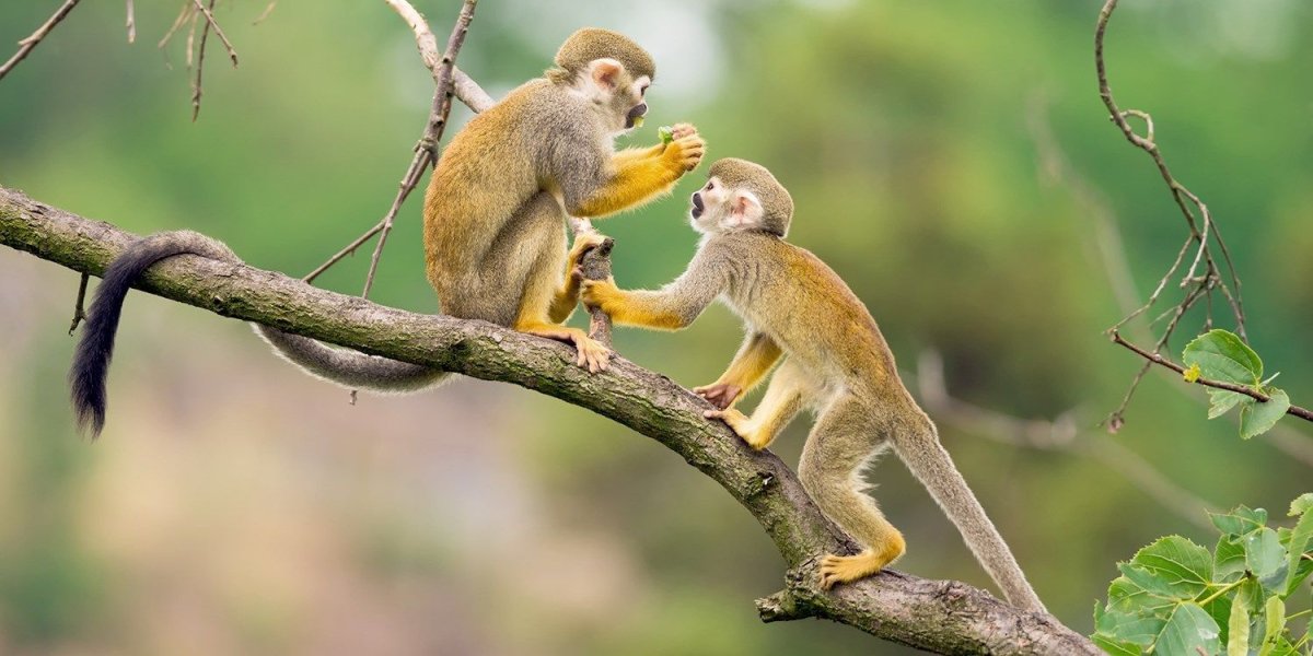 Беличий саймири