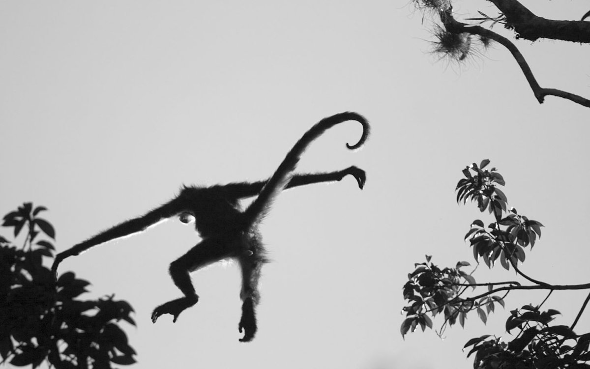 Белые летающие обезьяны