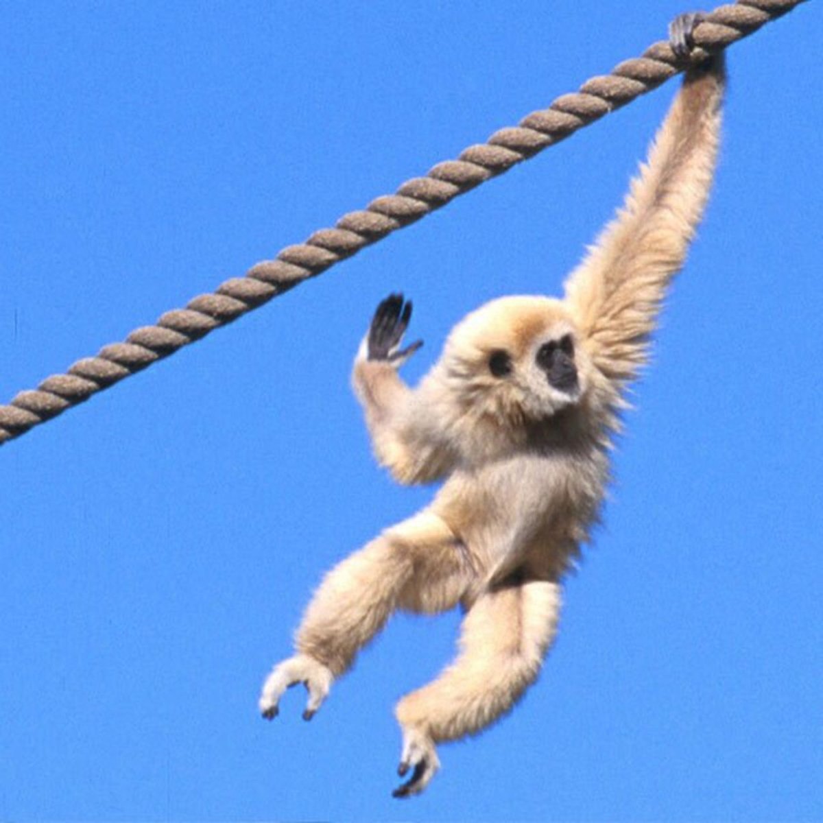 Фон обезьянки