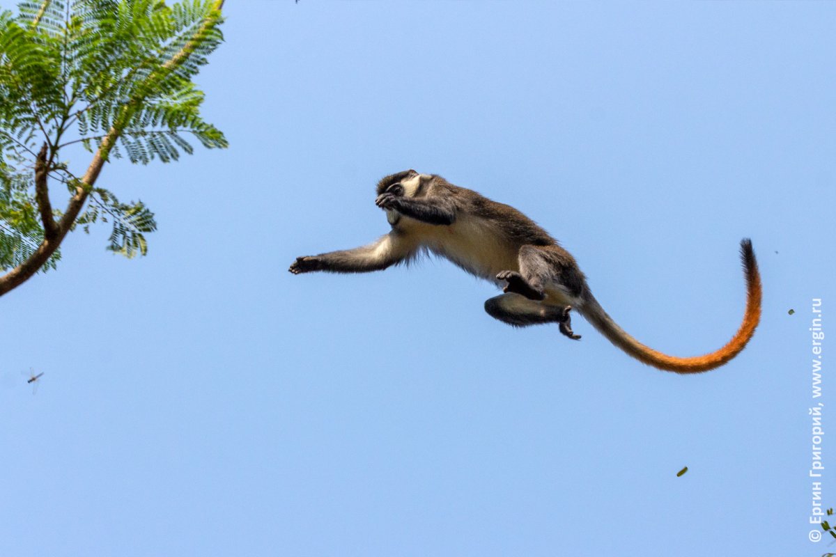 Лангуры - хвостатые мартышки