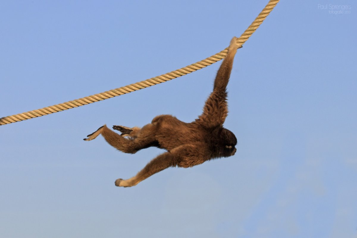 Берберка обезьянка