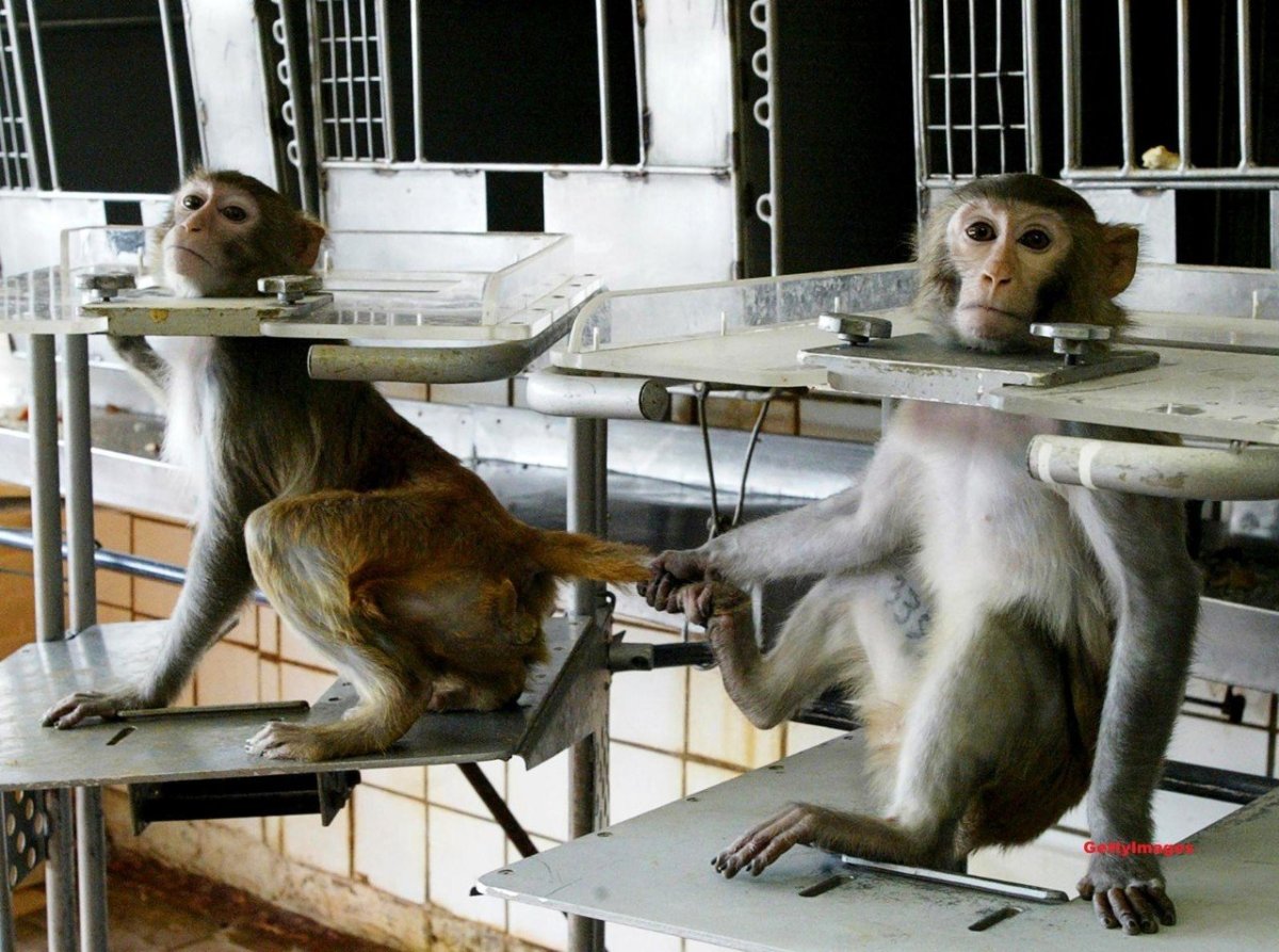 Медицинские опыты на обезьянах