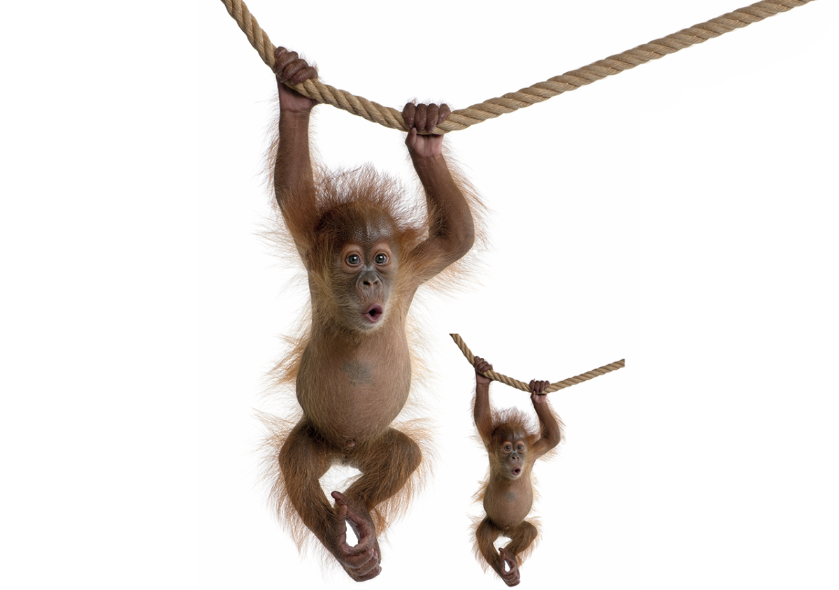 Странная Дружба животных