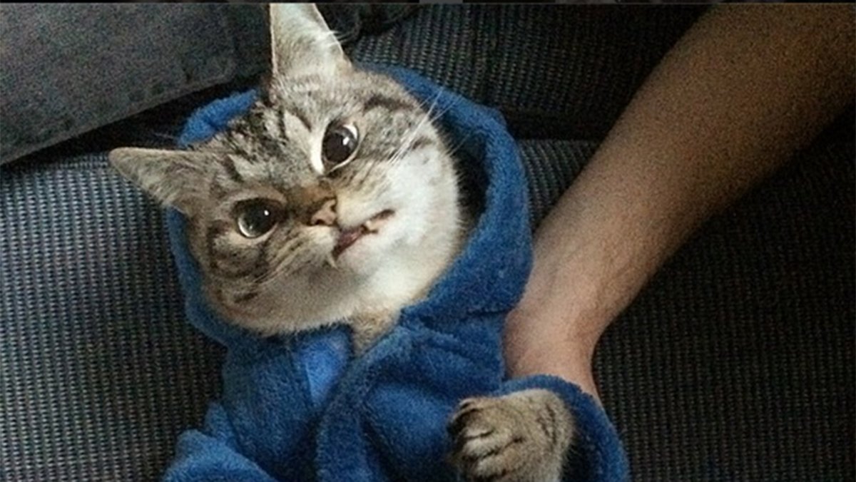 Кошка вампир Локи