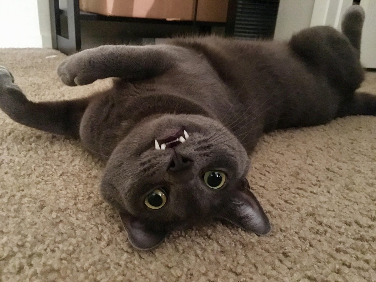 Vamp котята