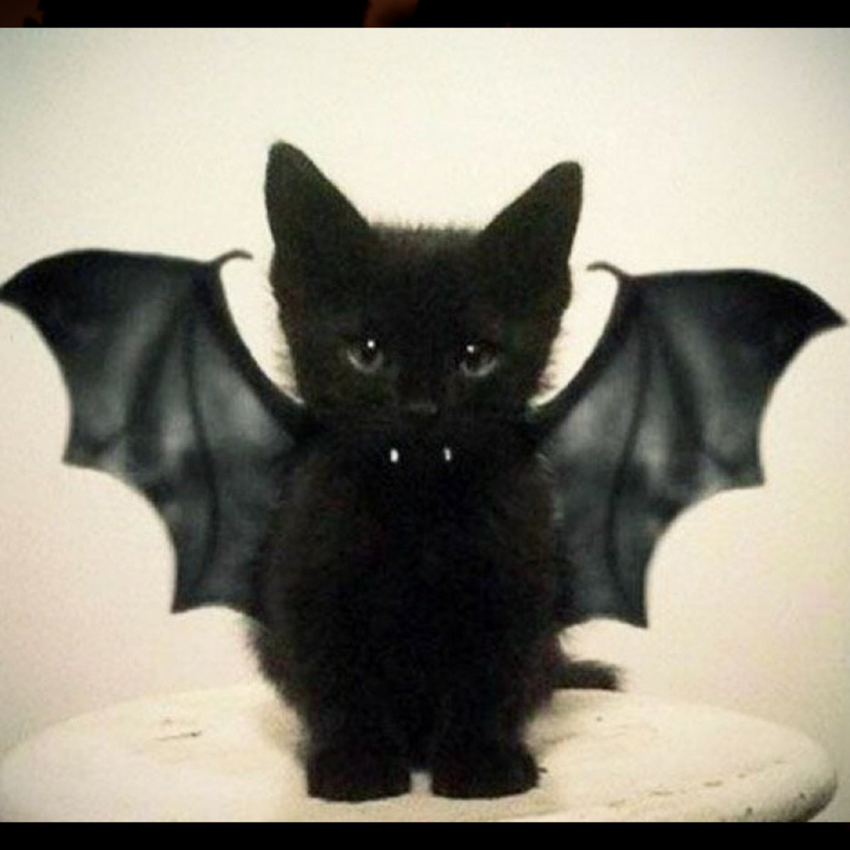 Черный кот с крыльями