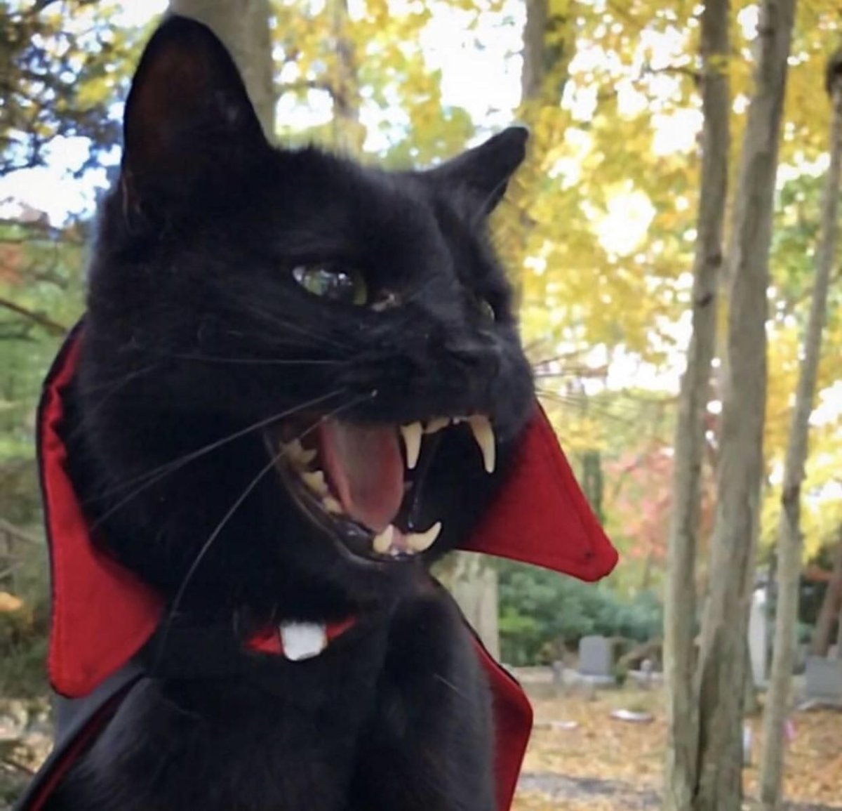 Смешные коты вампиры