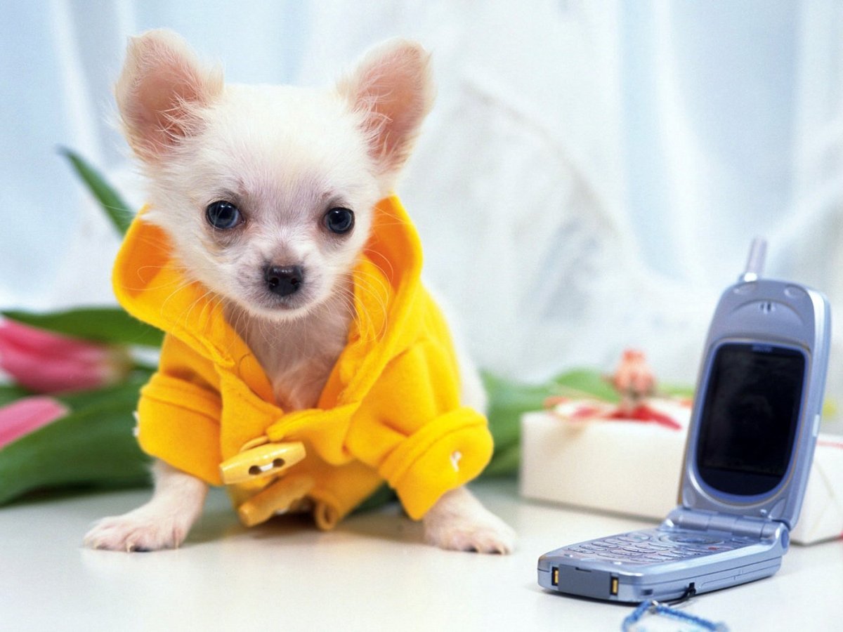 Порода собак чихуахуа чихуахуа