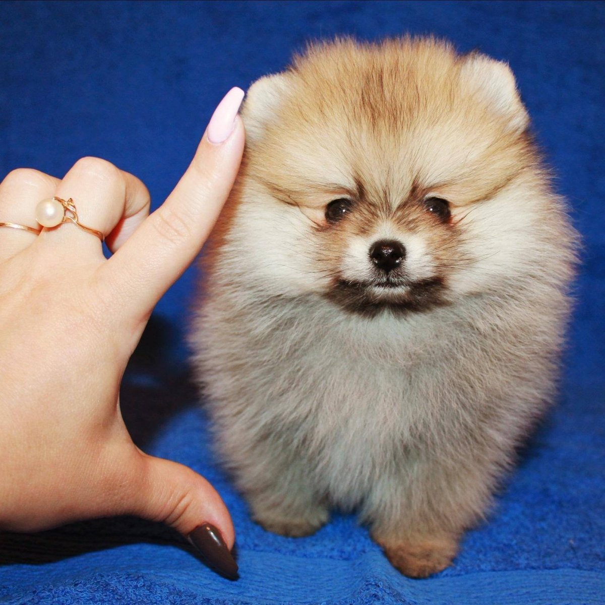 Помераескийкарликовй шпиц