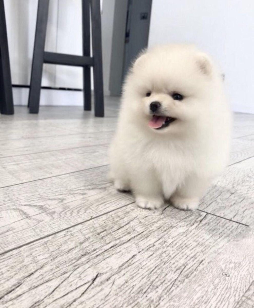 Померанский шпиц мини