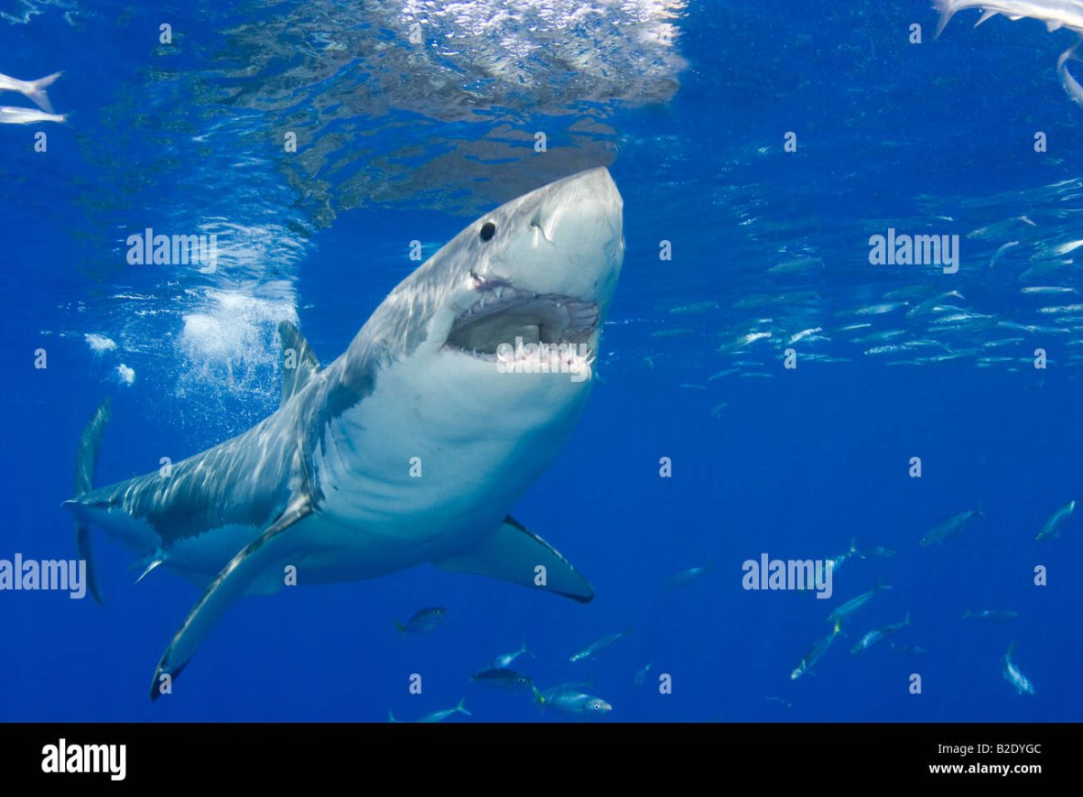 Кархародон (Carcharodon carcharias)