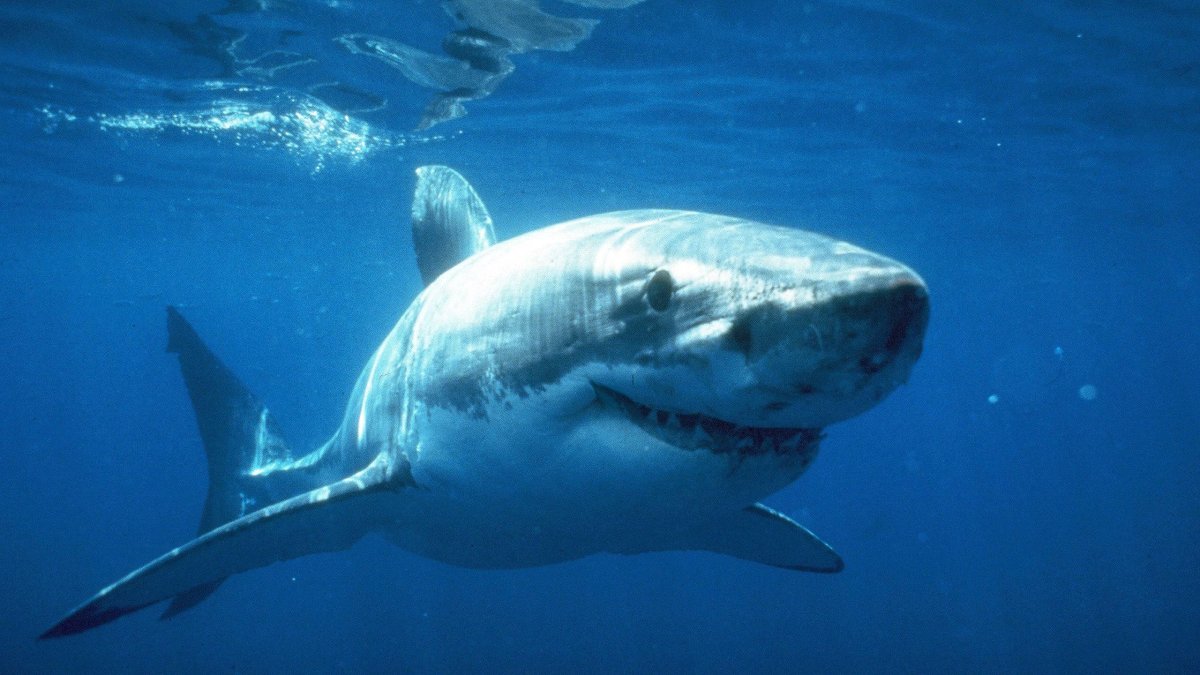 Megalodon vs great White Shark