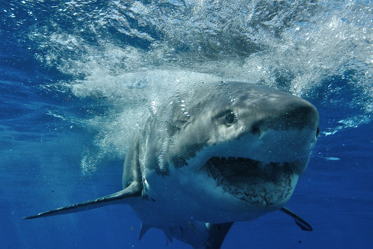 Кархародон (Carcharodon carcharias)