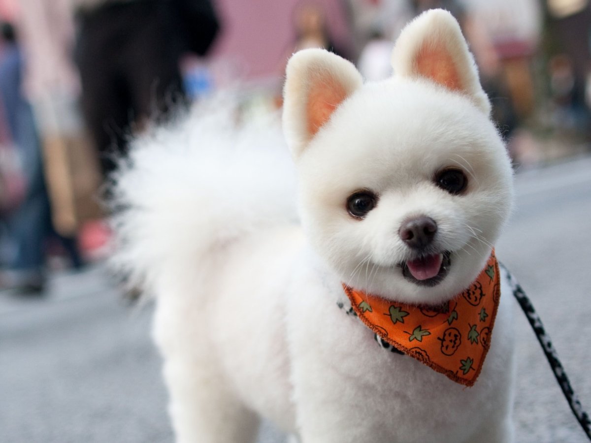 Японские собаки маленькие