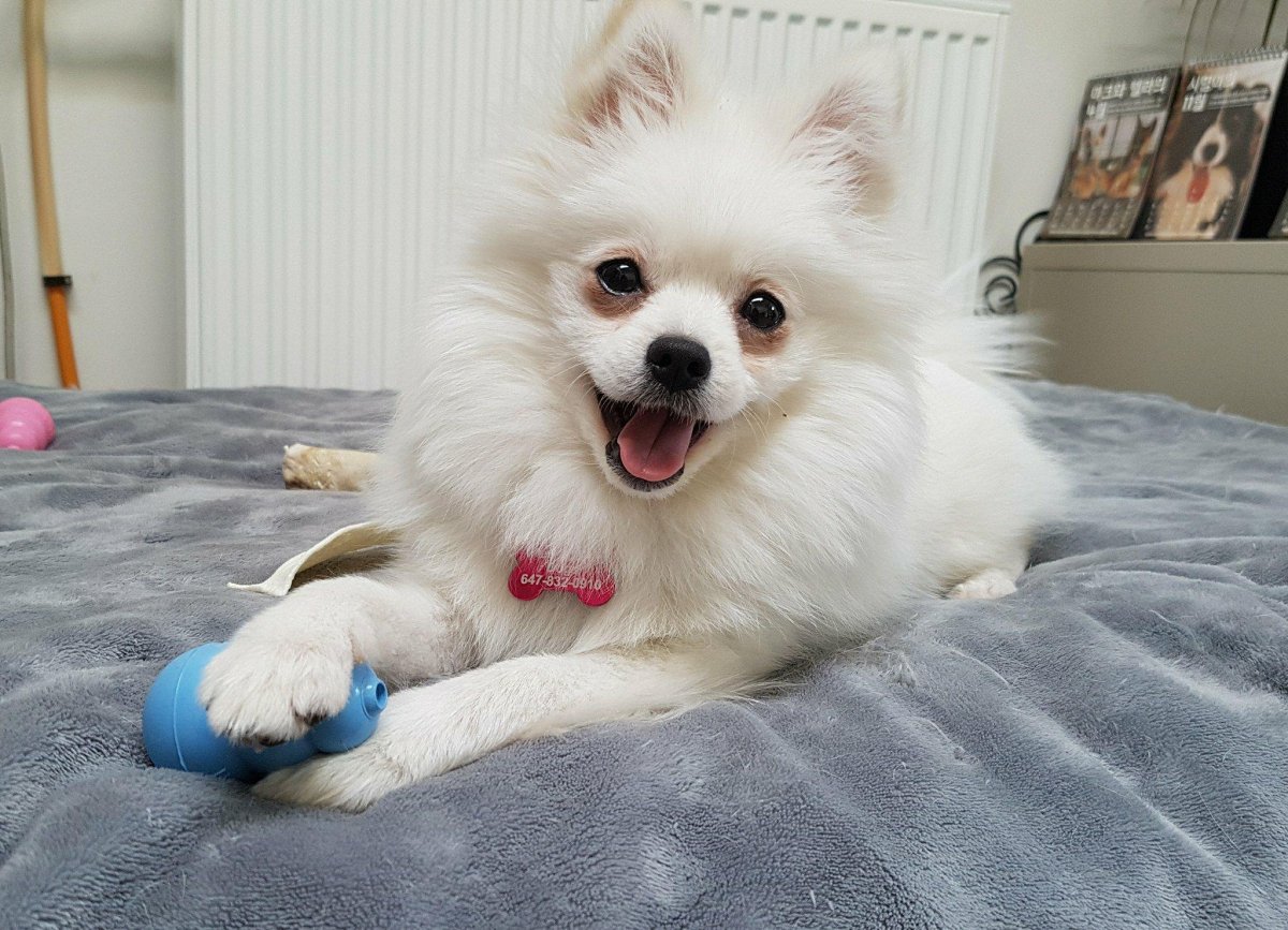 Померанский шпиц корейский