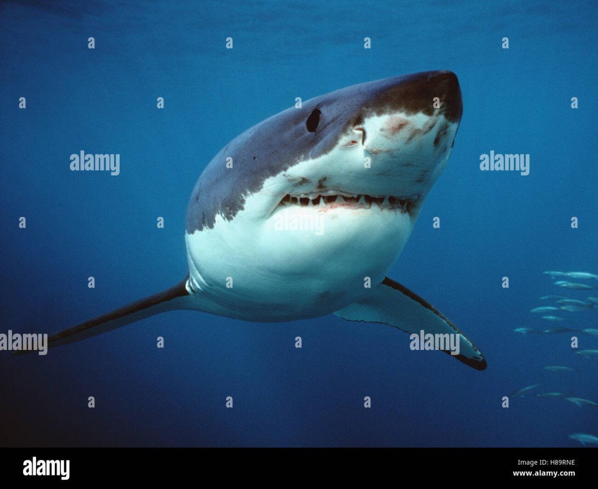 Кархародон (Carcharodon carcharias)