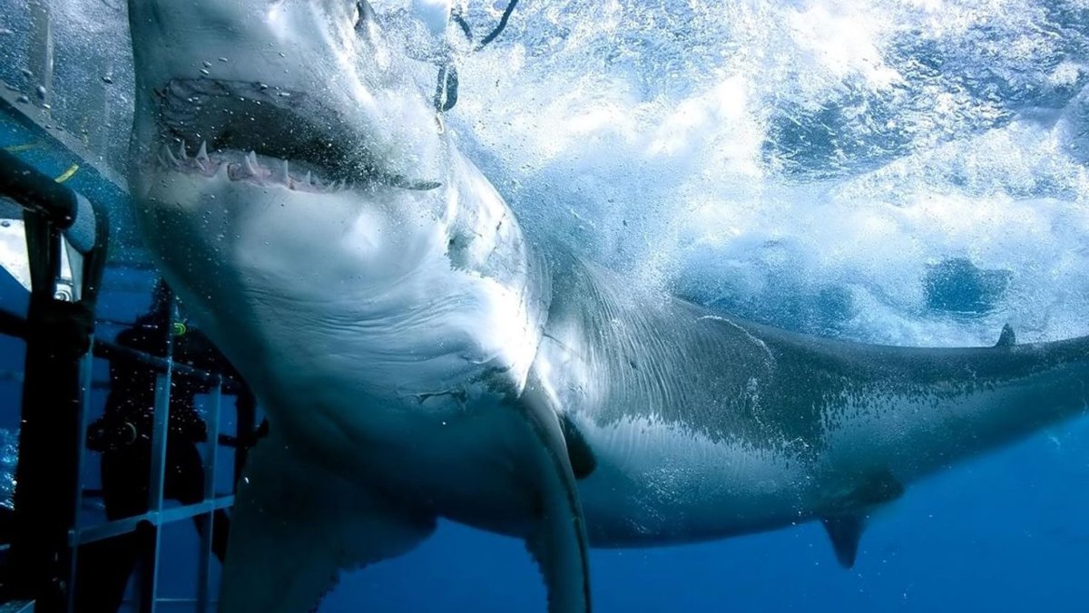 МЕГАЛОДОН В профиль