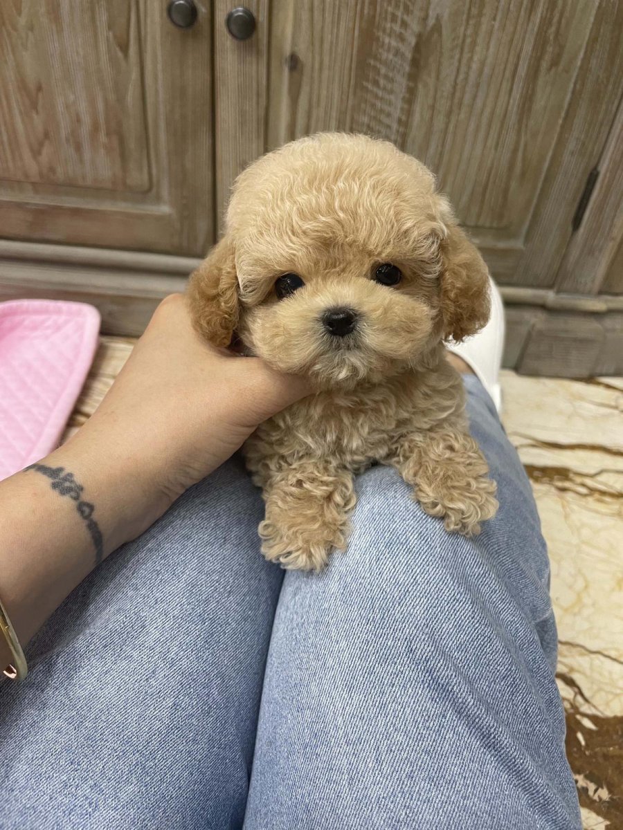 Пудель Тикап Корея