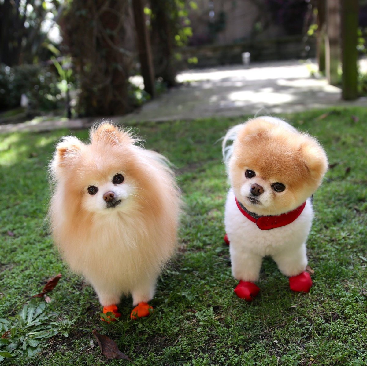 Померанский шпиц БОО