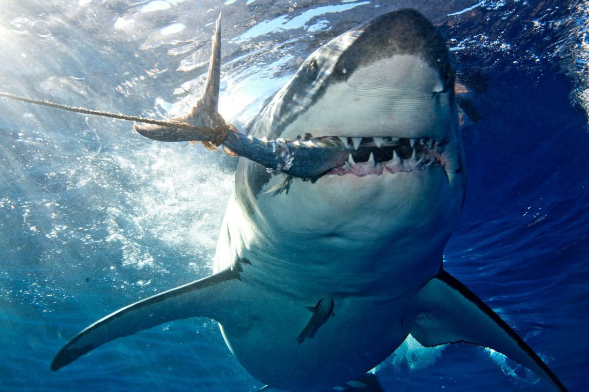 Акула Carcharodon carcharias