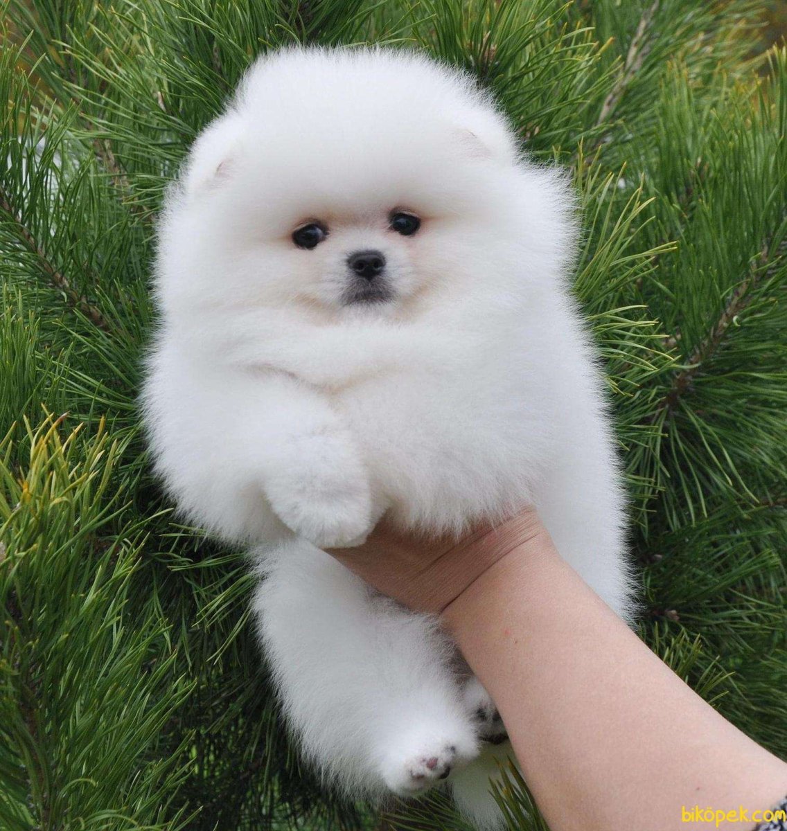 Померанский шпиц белый маленький