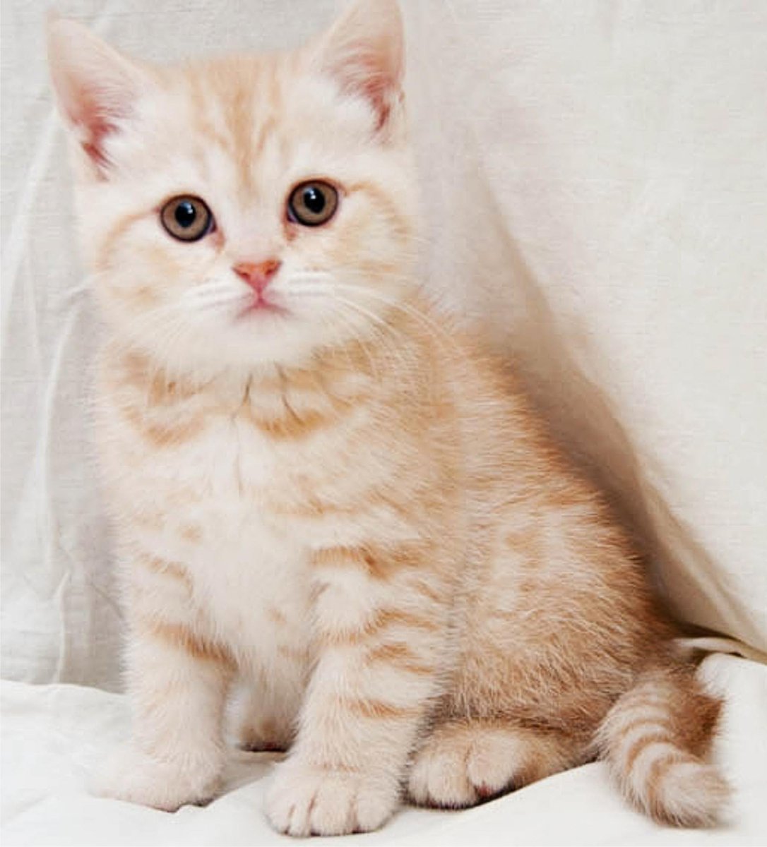 Шотландские кошки вислоухие кремовый табби