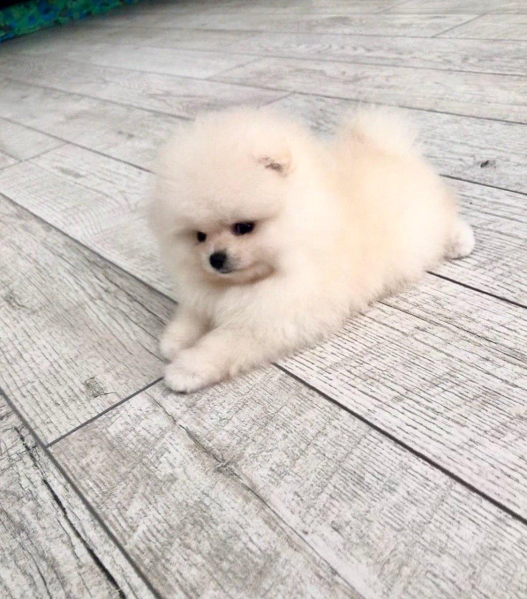 Мини шпиц белый