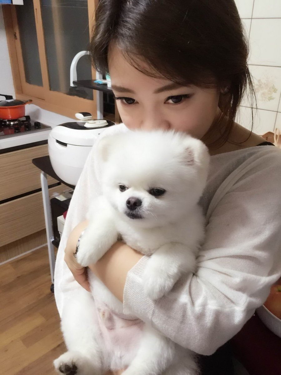 Померанский шпиц белый корейский