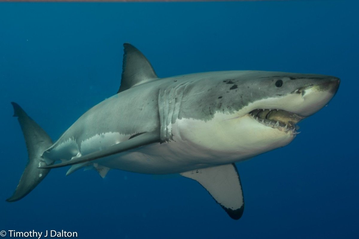 Мегамутская акула