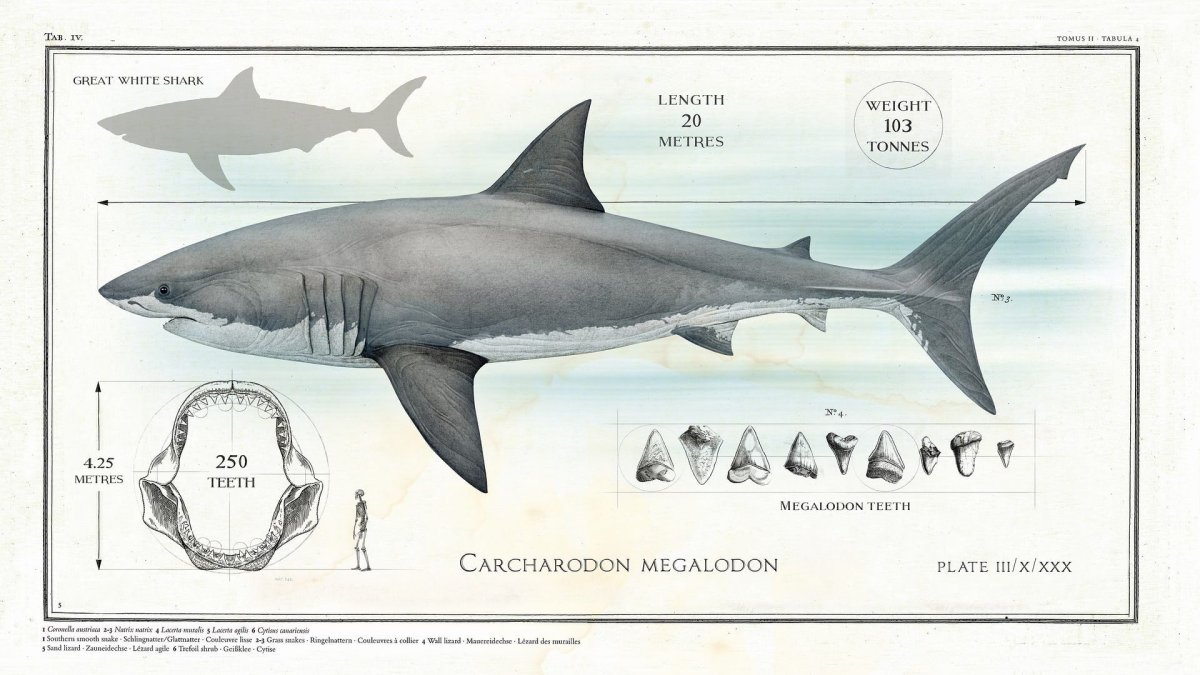 Большая белая акула (Carcharodon carcharias)