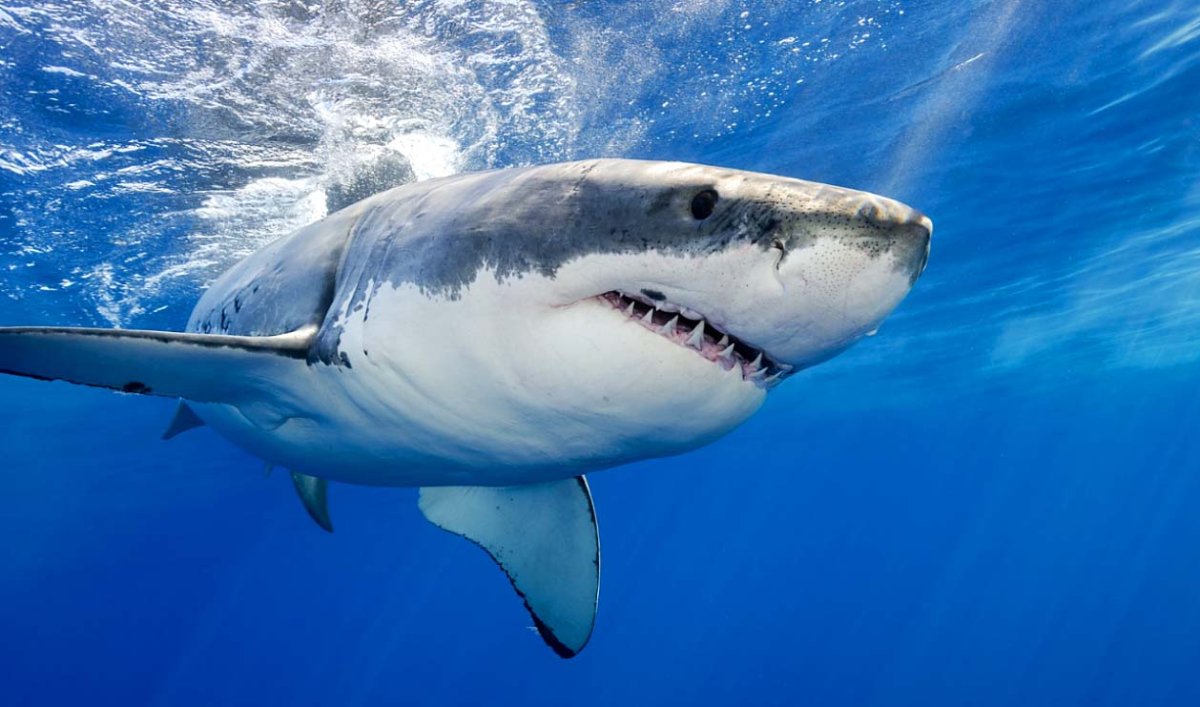 Белая акула с открытой пастью