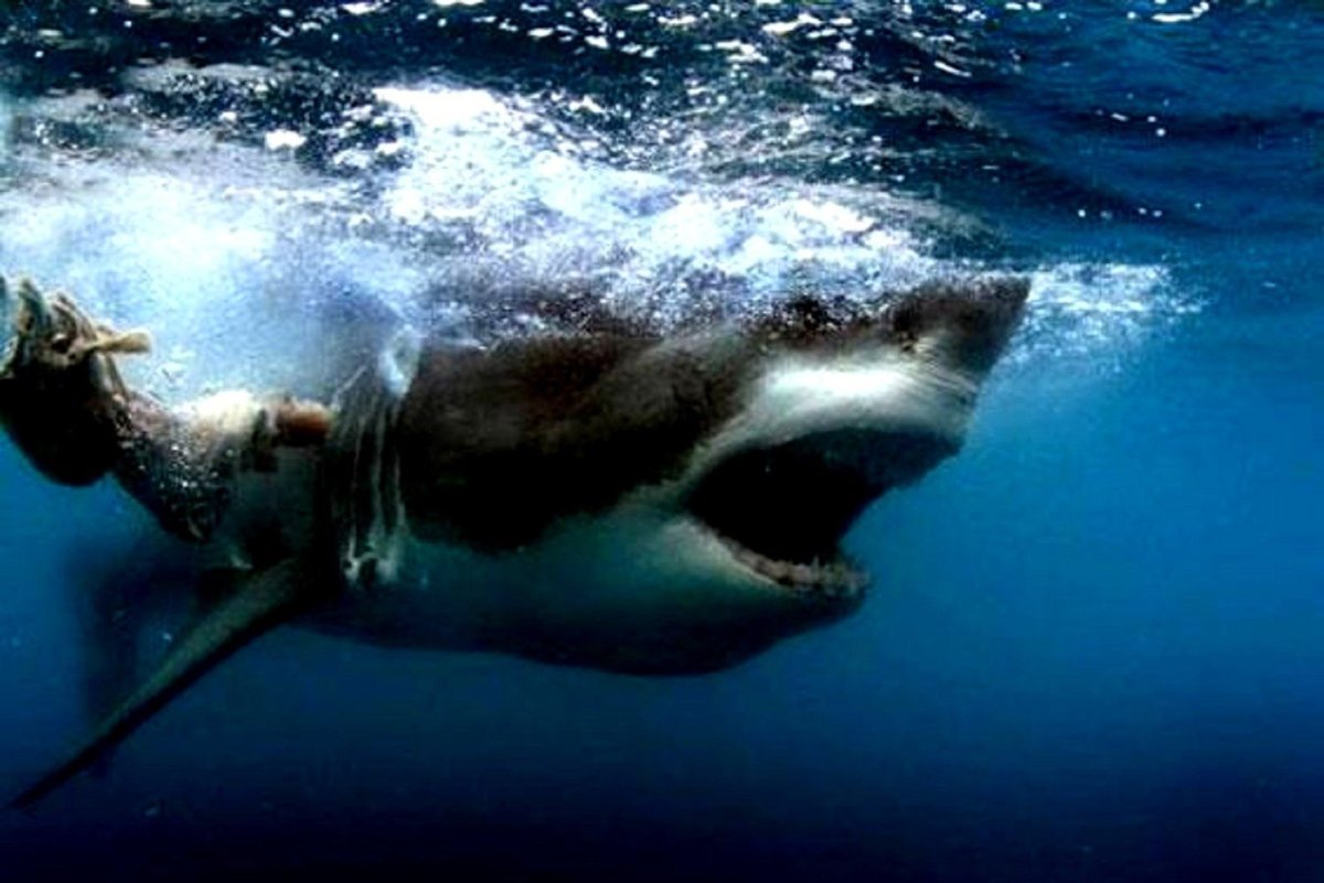 Гигантская белая акула