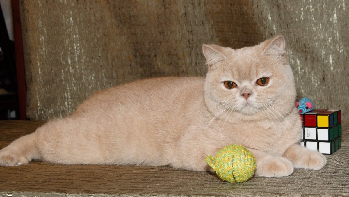 Британская короткошерстная кремовый табби