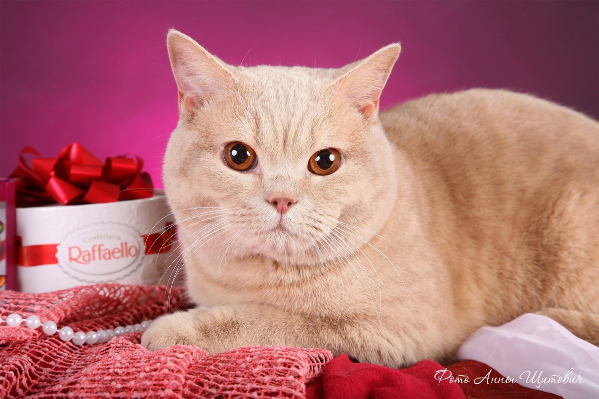 Британская короткошёрстная кошка