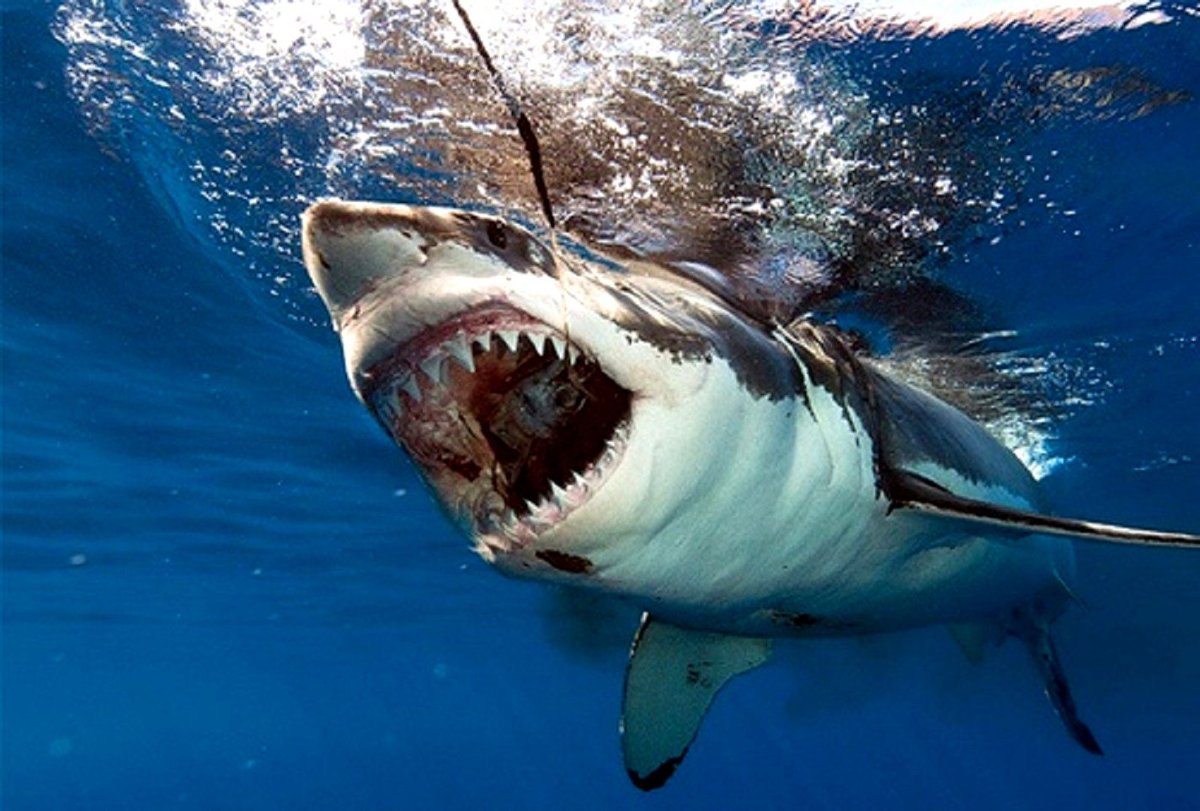 Carcharodon carcharias