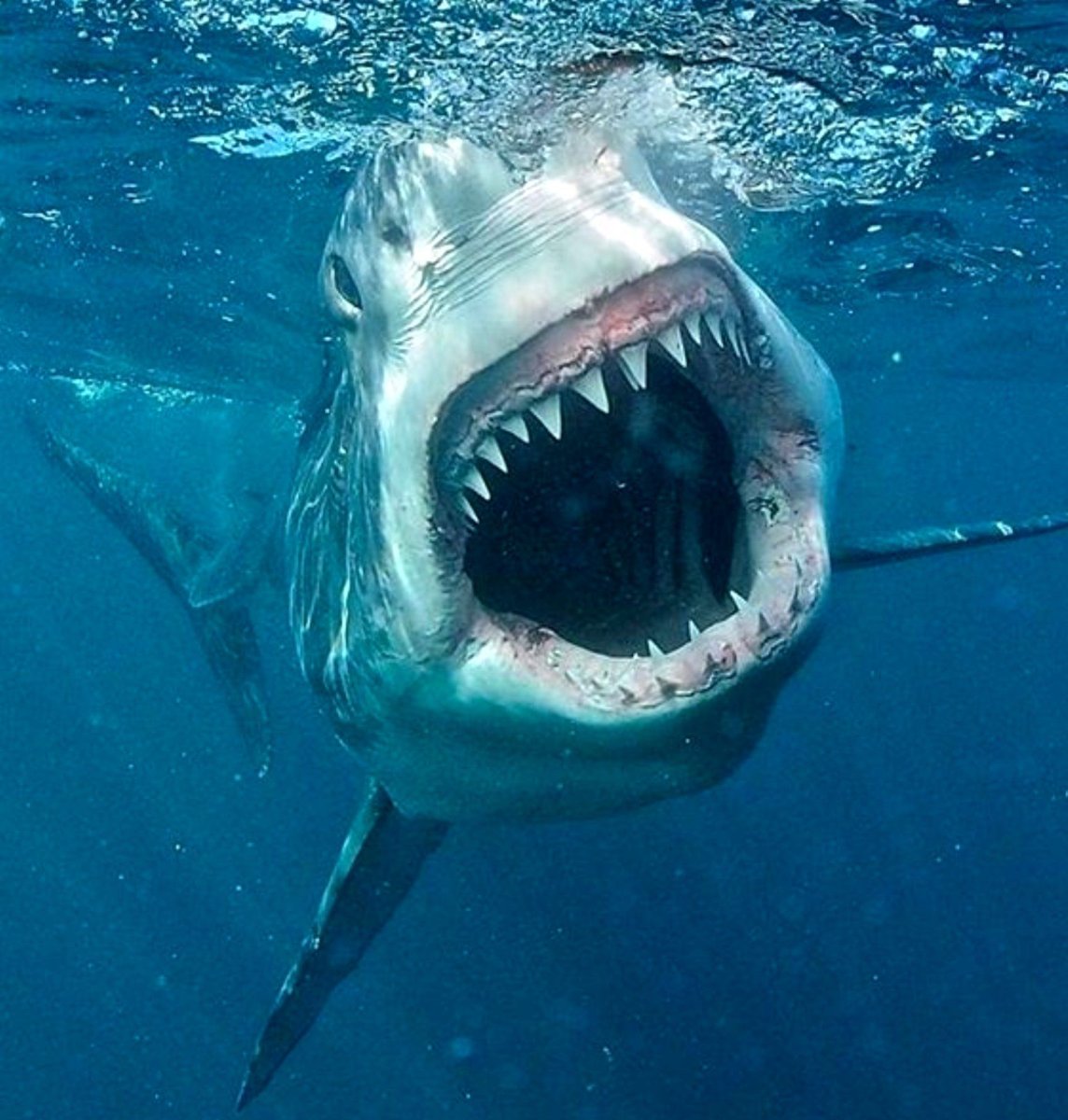 Форма тела акулы