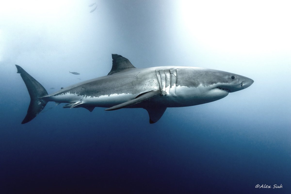 Тупорылая акула из игры