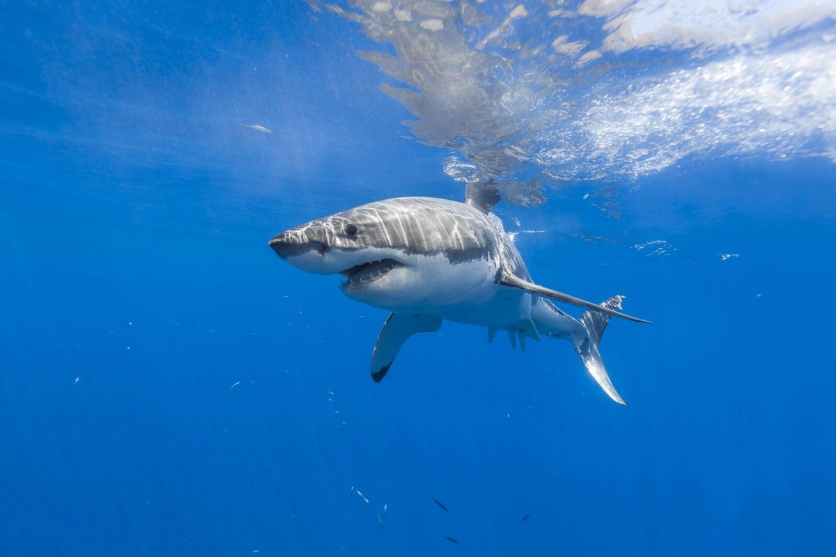 Акула белая, акула-людоед, кархародон