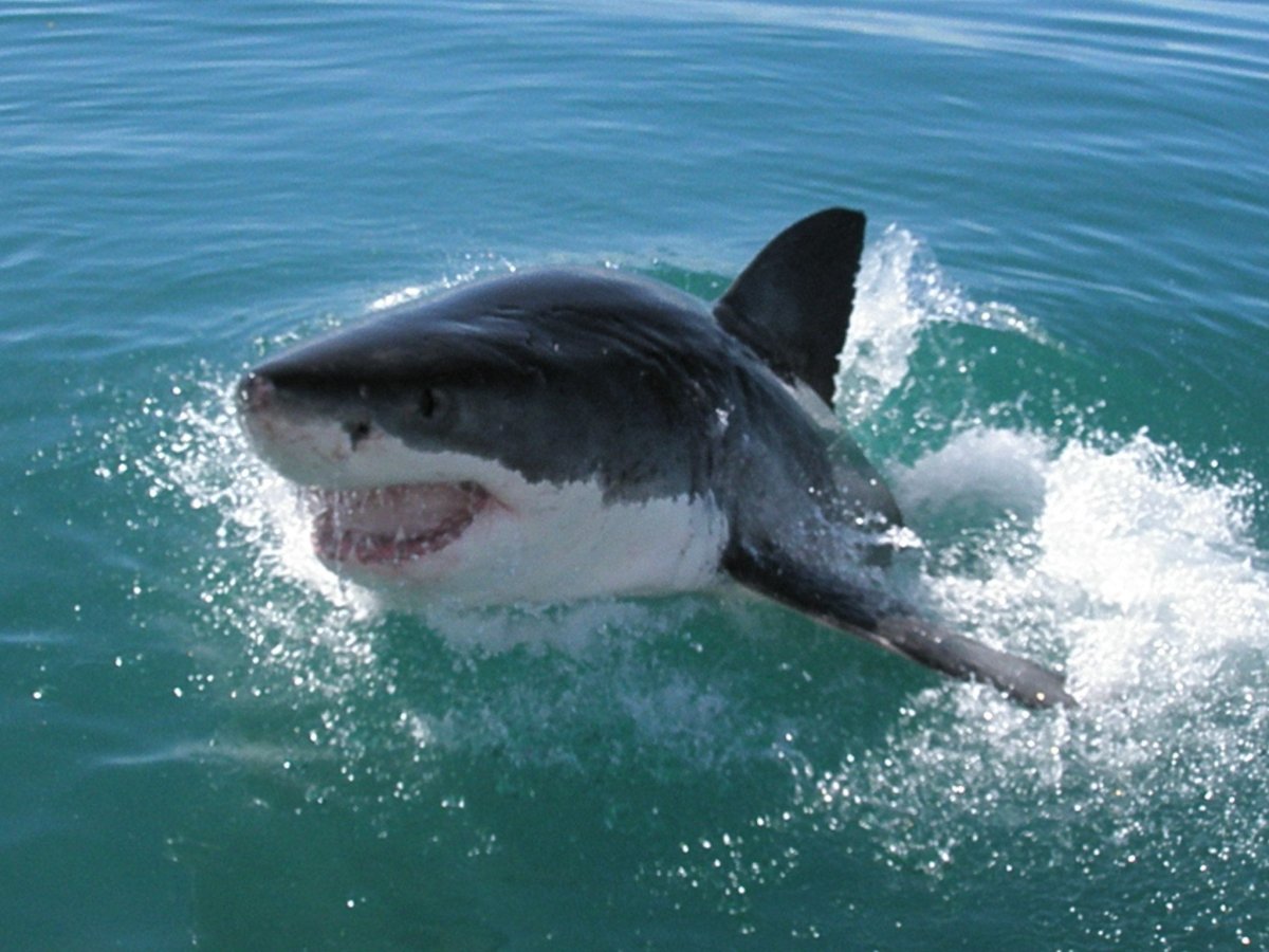 Белая акула