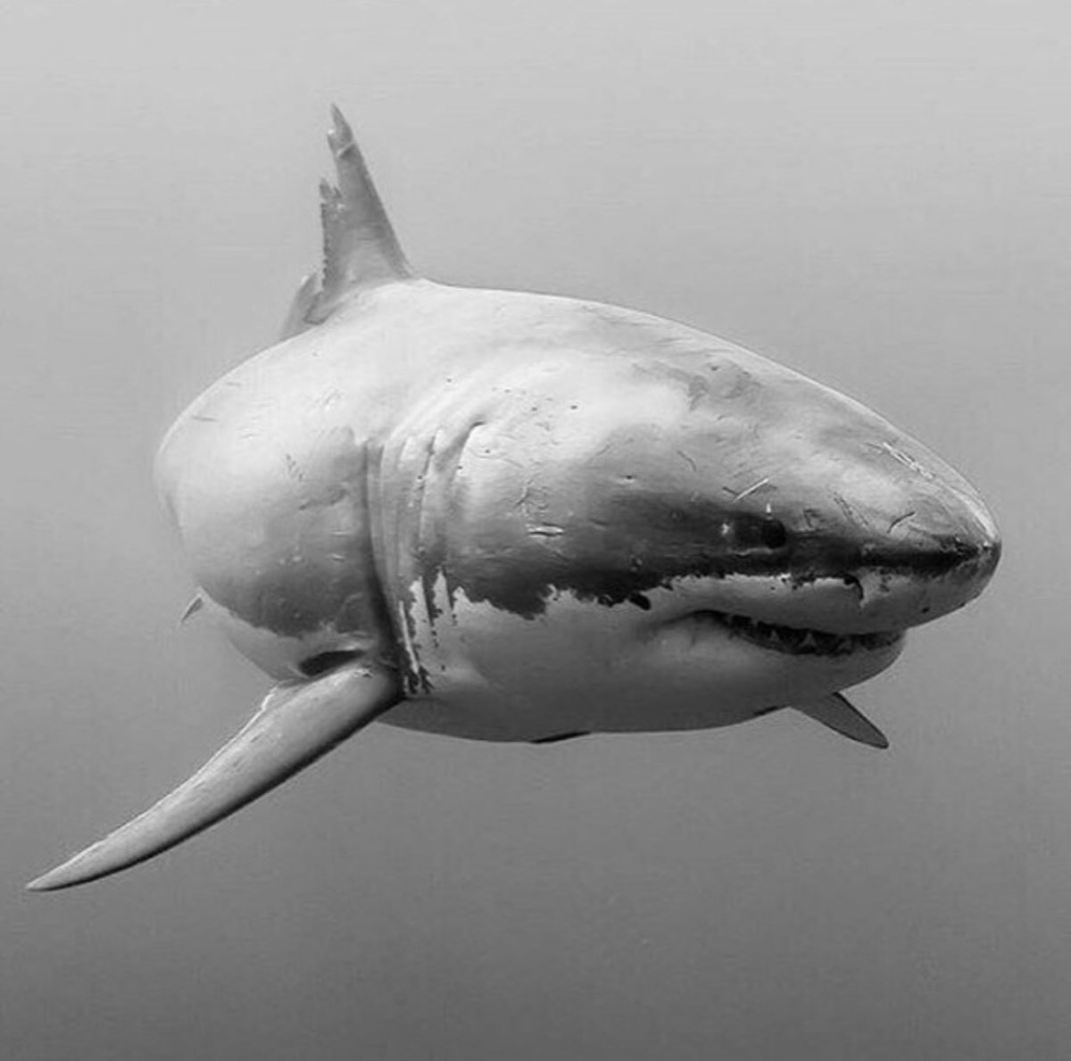 МЕГАЛОДОН 2016