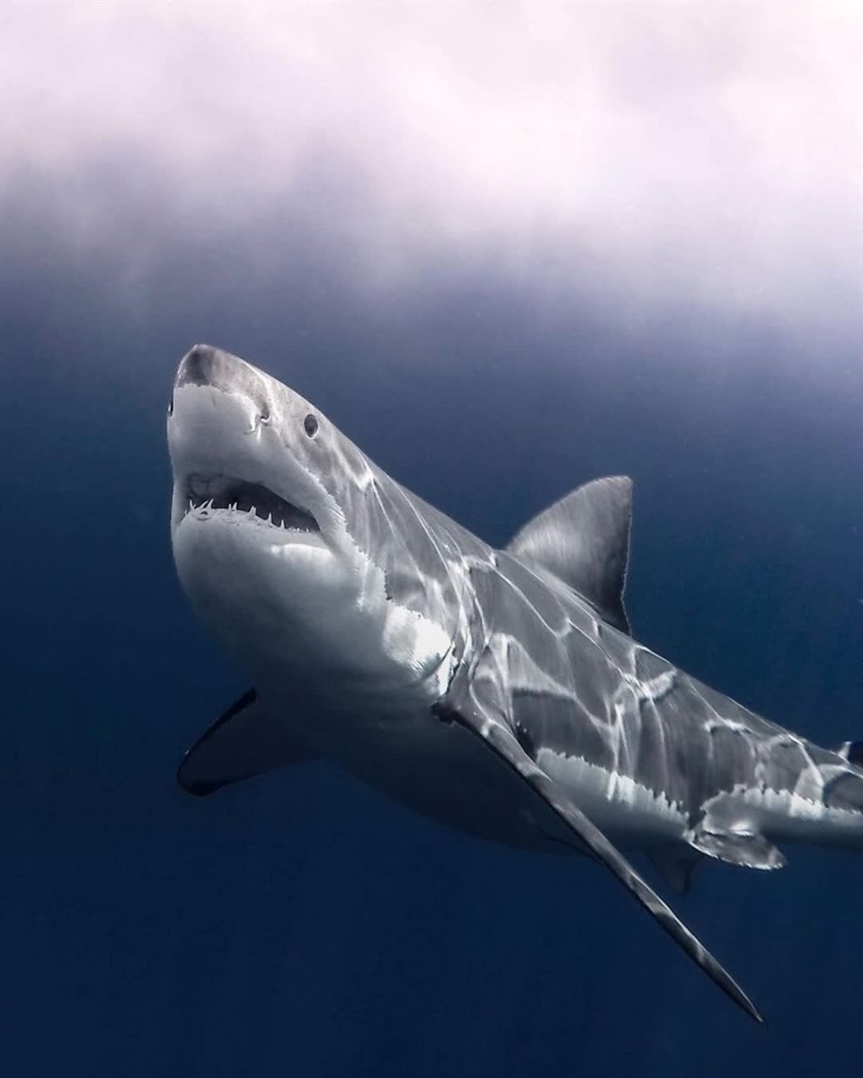 Кархародон Кархариас